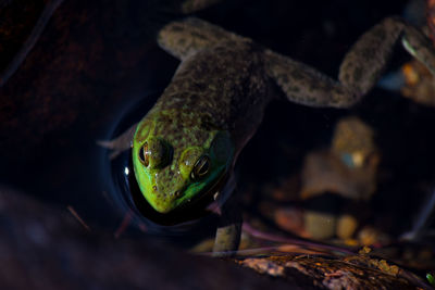 American bullfrog in acadia national park