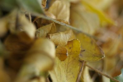 Close-up of dry leaves on plant