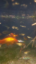 View of fish swimming in lake