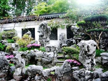 Plants growing on stone wall