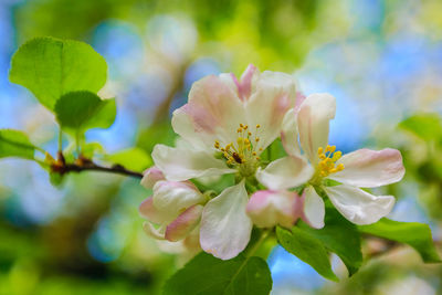 Close-up of cherry blossom