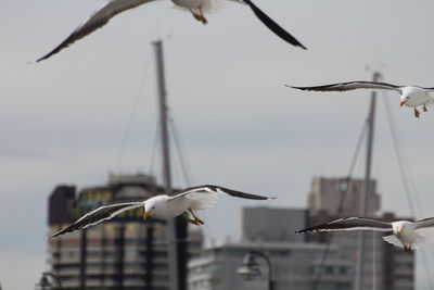 Close-up of seagulls flying against the sky