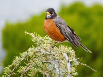 Close-up of a robin perching on branch