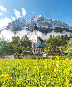 Yellow flowers growing on field by buildings against sky