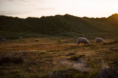 Sheep in a field