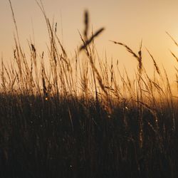 Close-up of stalks in field against sunset