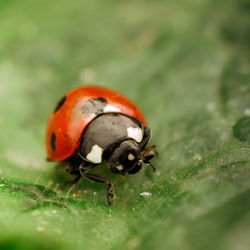 Close-up of ladybug on leaf