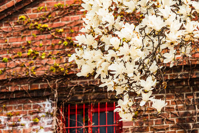 Close-up of white flowering plants on brick wall