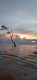 Silhouette driftwood on beach against sky during sunset