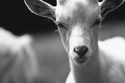 Curious little goat looks around the area