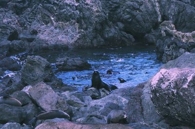 High angle view of sea lions on rocks