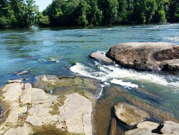 Scenic view of river in forest