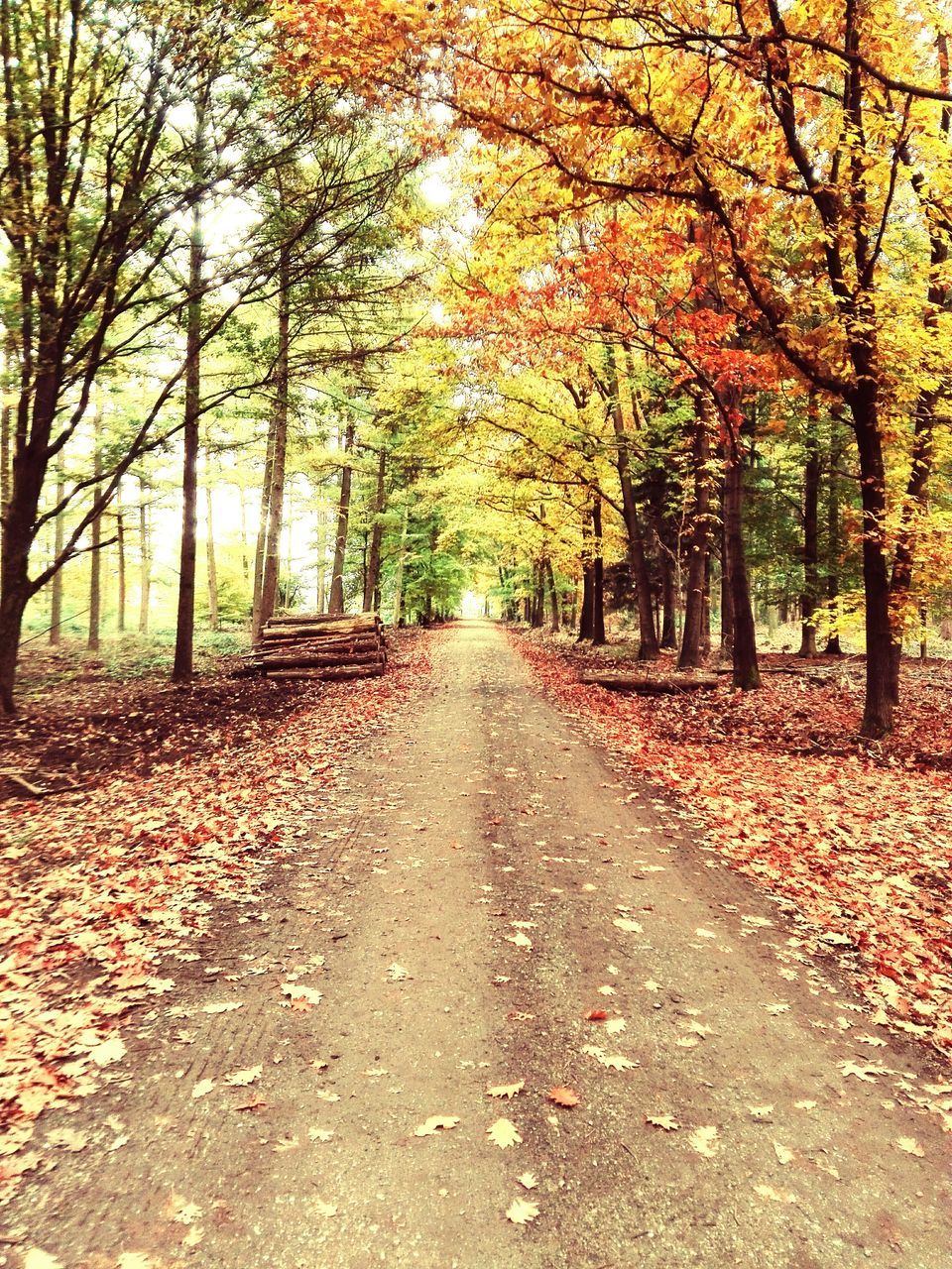 tree, the way forward, autumn, diminishing perspective, change, vanishing point, tranquility, transportation, season, nature, treelined, leaf, tranquil scene, beauty in nature, growth, road, branch, scenics, footpath, forest