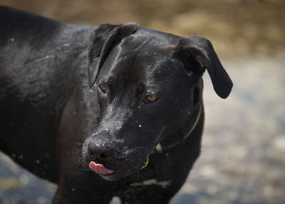 Close-up of black dog