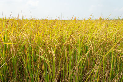 Scenic view of wheat field against sky