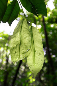 Close-up of raindrops on leaves