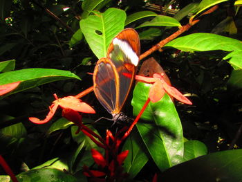 Close-up of insect on plant