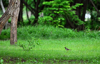 Bird on a tree