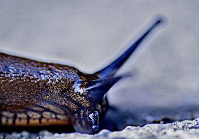Close-up of a turtle in snow