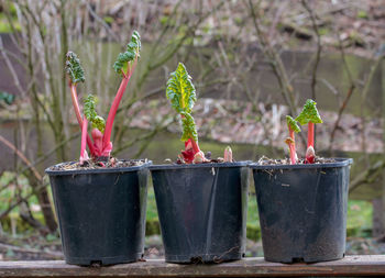 Close-up of potted plant