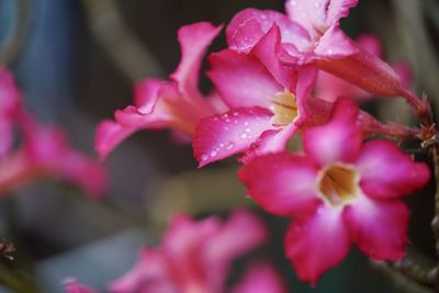 Close-up of pink rose flowers