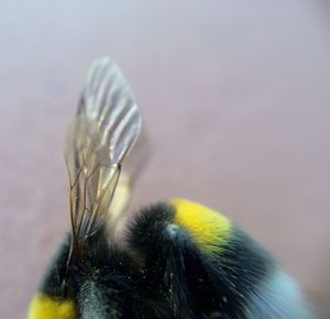 Close-up of yellow object over white background