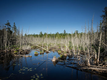 Scenic view of lake in forest against clear blue sky