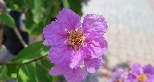 Close-up of purple pink flower