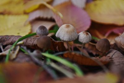 Close-up of plant growing on tree trunk