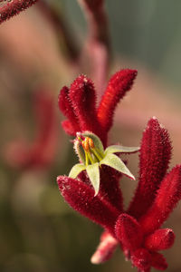 Close-up of red flower against blurred background