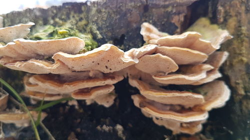 Close-up of bread