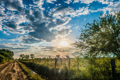 Panoramic shot of trees on field against sky