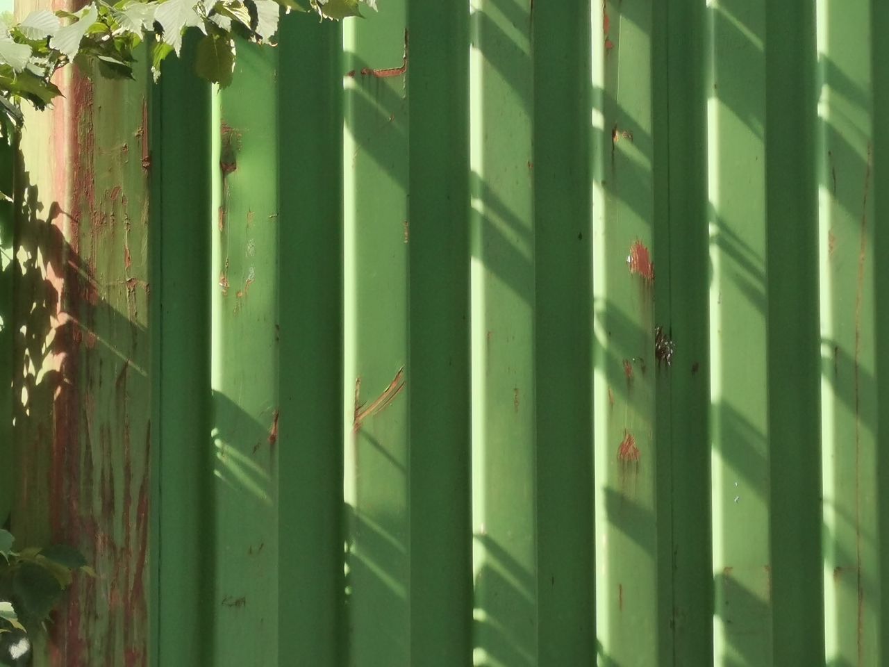 CLOSE-UP OF BAMBOO PLANT