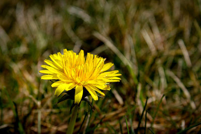 Close-up of yellow flowering plant on field