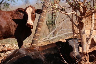 Cow in a field