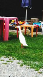 Bird perching on a field