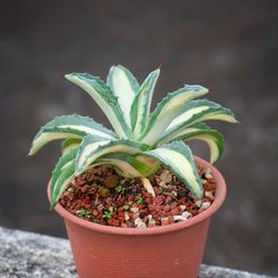 Close-up of potted plant