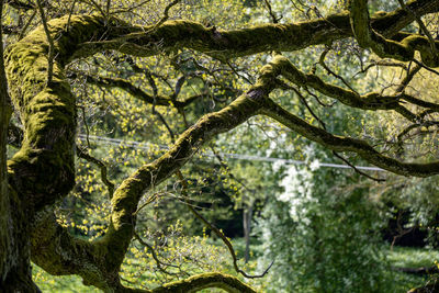 Low angle view of tree