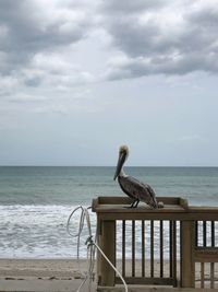 Pelican on beach against sky