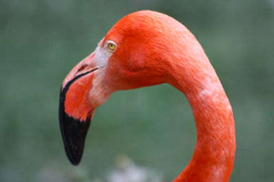 Close-up of a bird