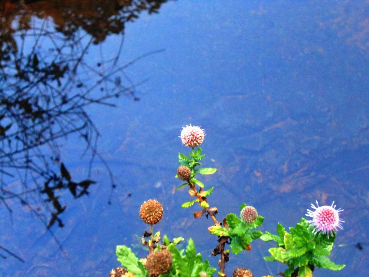 flower, freshness, fragility, petal, growth, beauty in nature, blooming, plant, flower head, nature, water, in bloom, lake, blossom, stem, leaf, tranquility, springtime, blue, pond