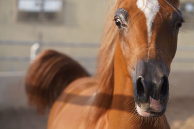 Arabian brown horse stallion close up portrait