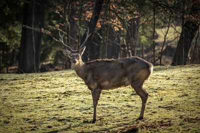 Deer standing in forest