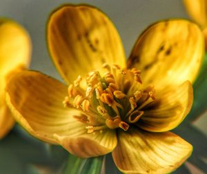 Close-up of insect on flower