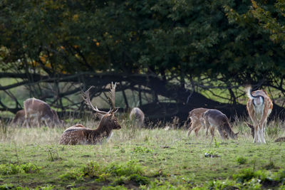 Horses grazing in a field