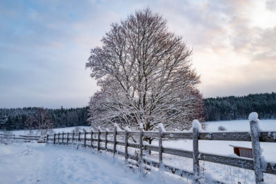 Trees on snow covered landscape