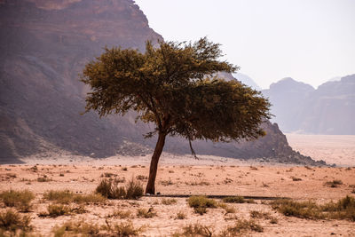 Tree on desert against sky