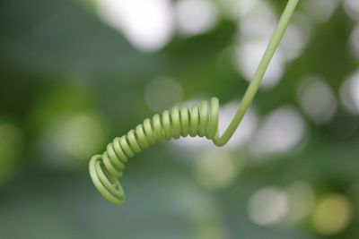 Close-up of plant growing outdoors