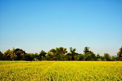 Scenic view of oilseed rape field against clear blue sky