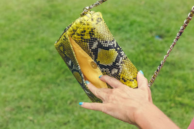 Close-up of hand holding butterfly